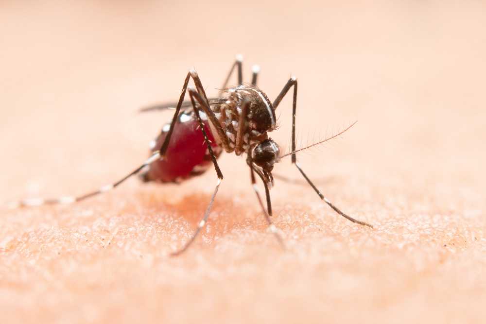 Best Idea How to Get Rid of Mosquitoes Inside the House 3 How to Get Rid of Mosquitoes Inside the House Naturally